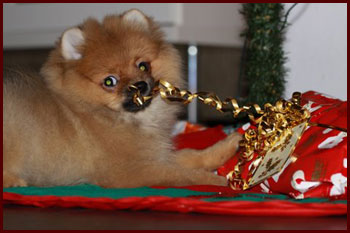Milli Loves Christmas